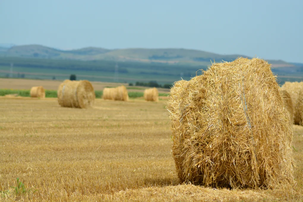 Satul românesc n-a fost un paradis. Noi am fost copii.